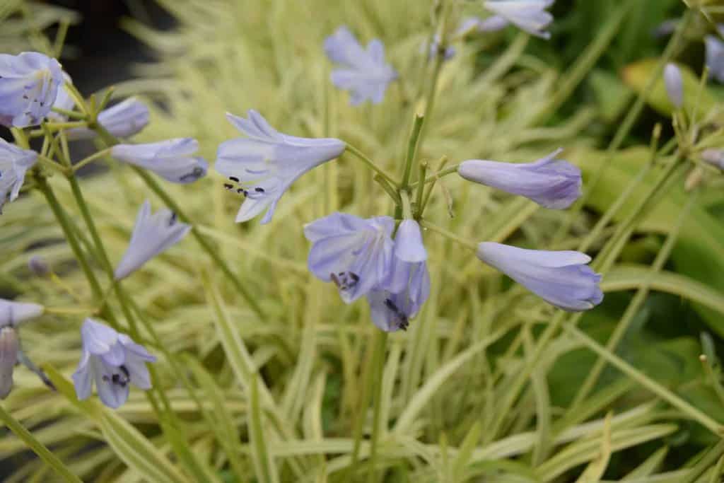 Agapanthus 'Golden Drop' ---